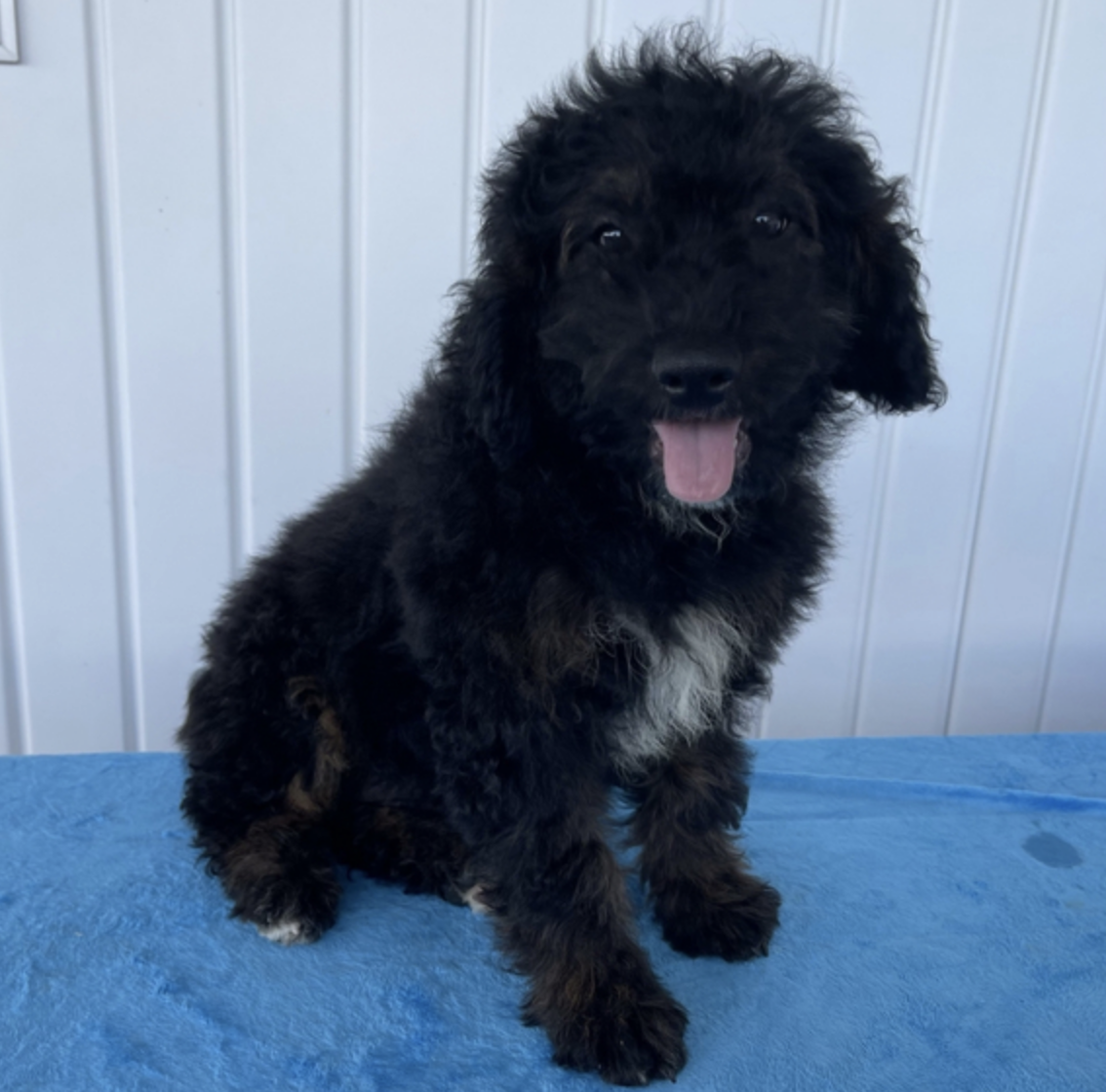 comprar cachorros sanos, baratos y asequibles para la venta